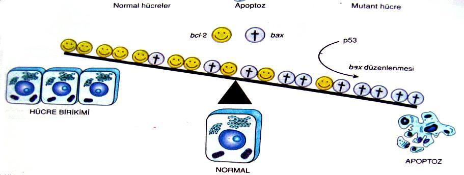 Apoptozis Ġle Ġlgili Genler Bcl-2 OE B lenfositleri apoptozisten korur. B lenfositlerin ömrünün uzaması ve hücre birikmesi oluşur.