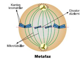ZARSIZ ORGANELLER 2) SENTROZOM Hücre bölünmesi sırasında iğ iplikleri oluşturarak hücre bölünmesine yardım eder. Bitki hücrelerinde görülmez. Hayvan hücrelerinin de sadece bölünebilenlerinde bulunur.