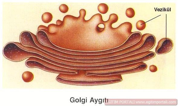 TEK ZARLI ORGANELLER 2) GOLGİ AYGITI(CİSİMCİĞİ) Yassılaşmış keseciklerden oluşmuş organeldir. Yassı keseciklerin uçlarında tomurcuklanarak oluşmuş küçük keseler vardır.
