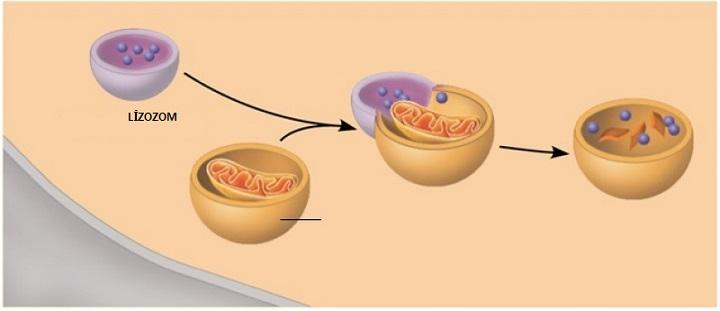 TEK ZARLI ORGANELLER 3) LİZOZOM Golgi tarafından oluşturulan içinde sindirim (hidroliz)enzimleri bulunan organeldir. Hücre içi sindirim de görev alır. Bitki hücrelerinde bulunmaz.