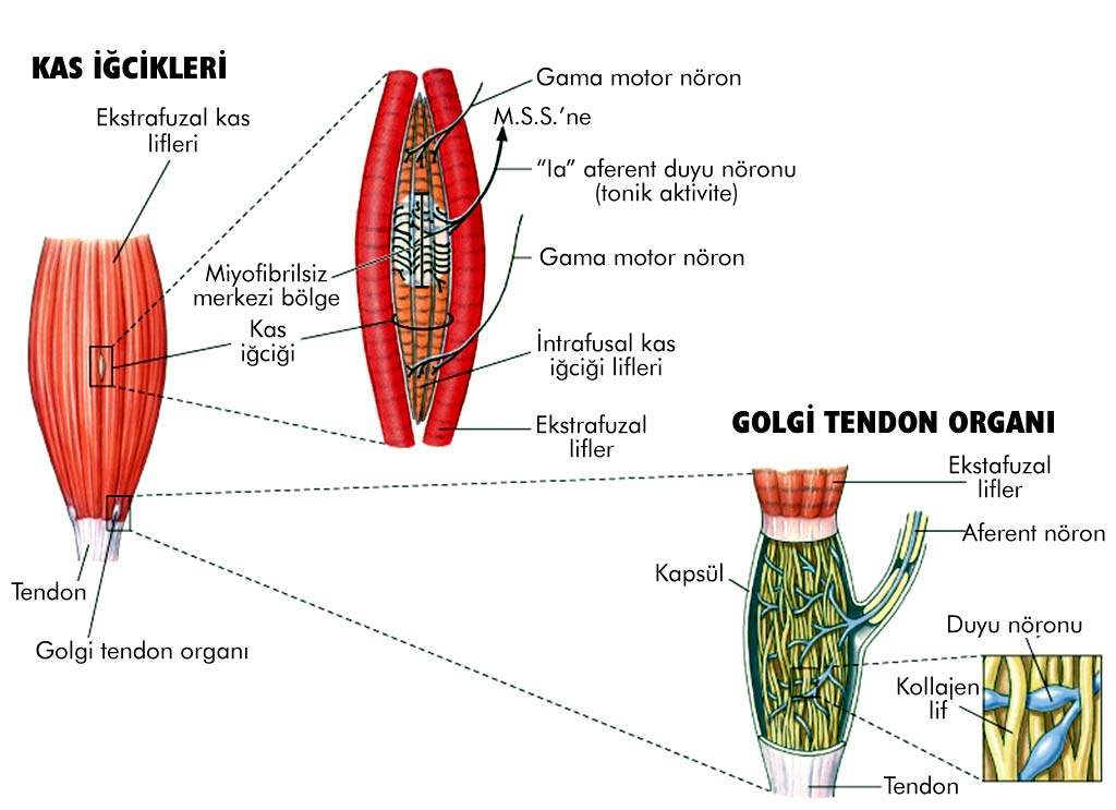 İskelet Kası Refleks Duyu