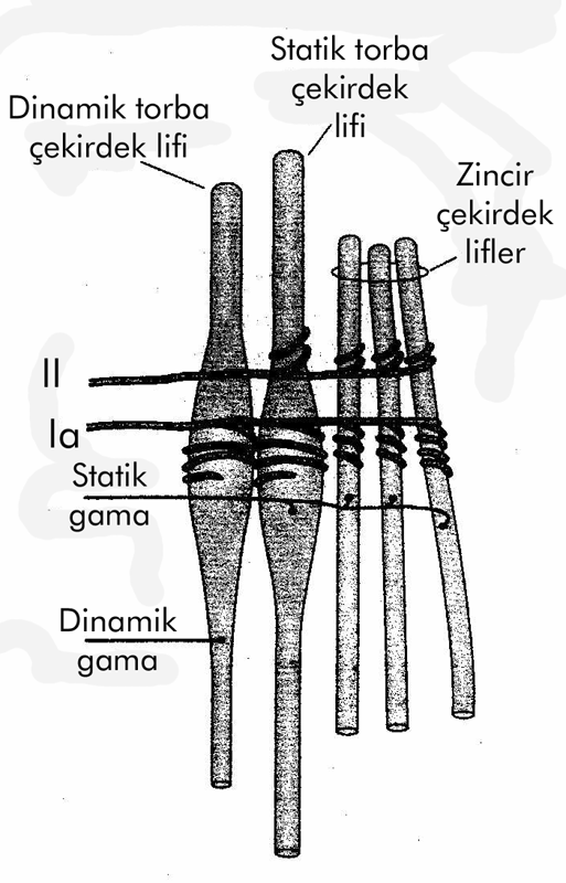 Kas İğcikleri: Gama Motor Sinirler Gama motor nöronlar Dinamik gama Torba 1 (d) liflerine; Motor son plak