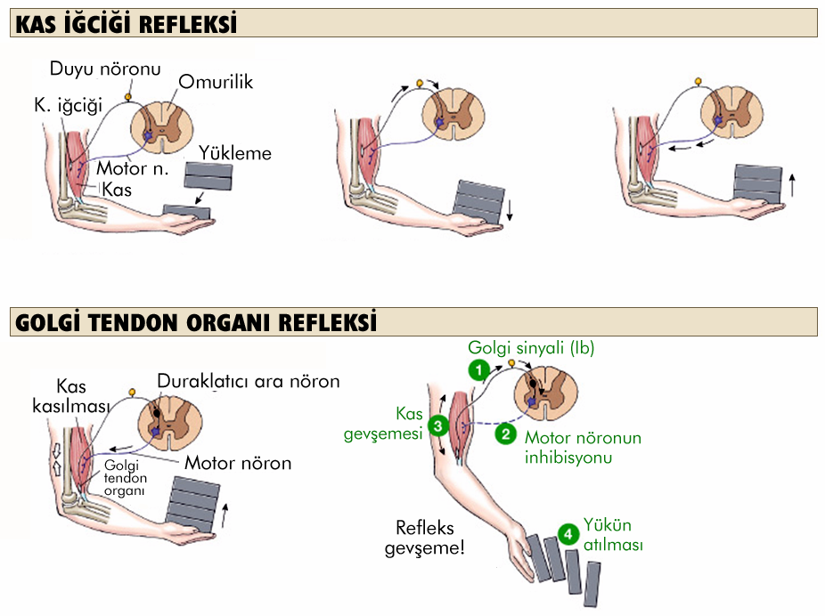 Kas İğciği ve Golgi