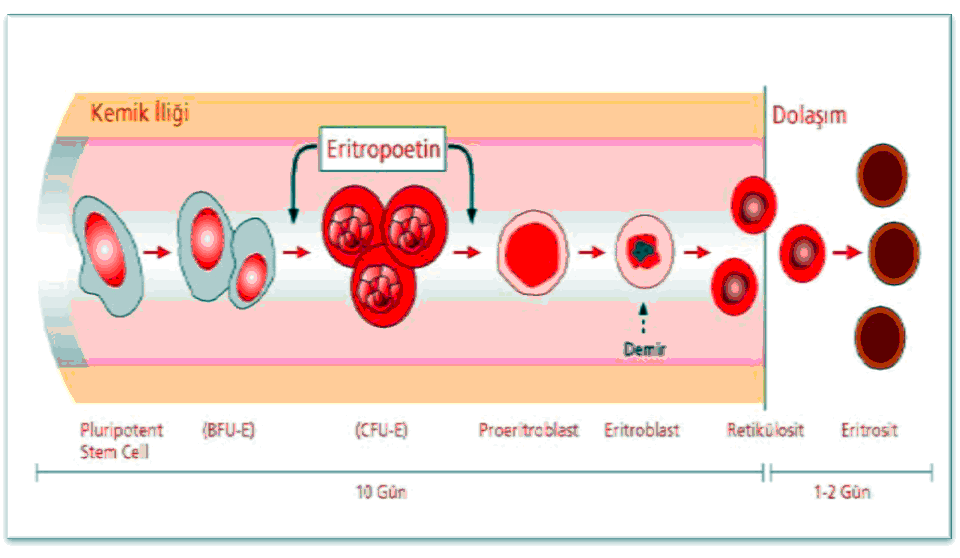 Şekil 2.6. Eritropoez Fetal hayatta karaciğerde üretilen EPO son trimestrden itibaren böbrek interstisyumunda üretilmeye başlar.