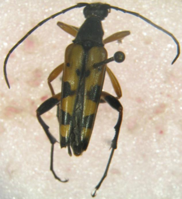 521 Rapuzzi, P. & Sama, G. 2006. Cerambycidae nuovi o interessanti per la fauna di Sicilia (Insecta: Coleoptera: Cerambycidae).