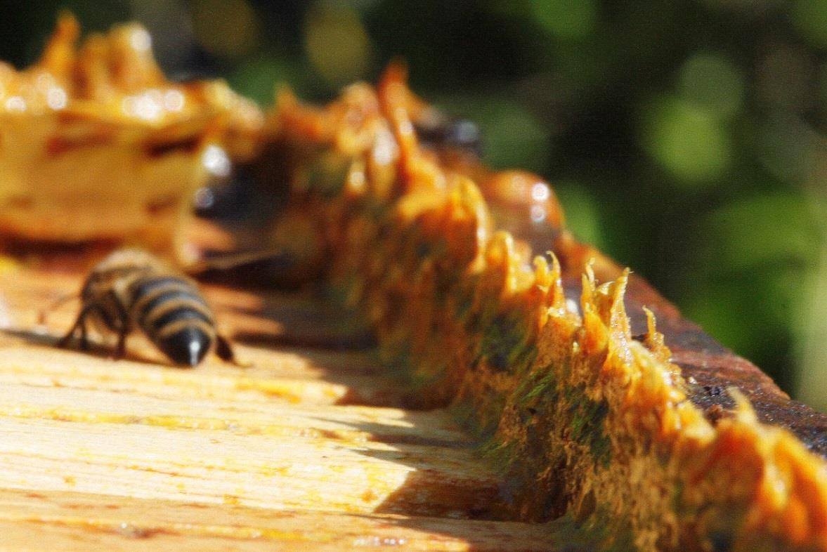 Propolis Arıların çam, meșe, huș, okaliptüs, kavak,kestane vb.