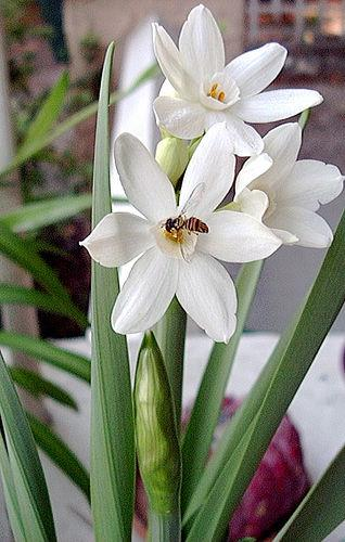 Familya: Amaryllidaceae Cins: Narcissus
