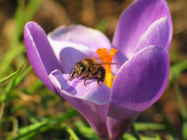 Familya: Iridaceae Cins: Crocus Tür: Crocus sativus L. Türkçe ismi: Safran Drog adı: Safran TK.