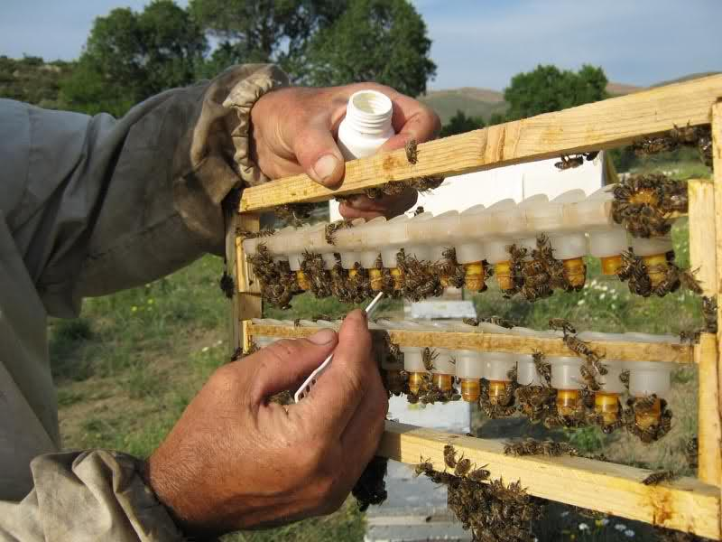 Arı sütü eldesinde, genç işçi arı larvaları plastik veya balmumundan yapılmış, anaarı gözlerine transfer edilir.