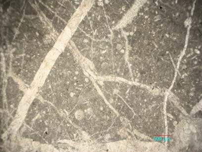 BOZKIR (KONYA, ORTA TOROSLAR) YÖRESİNİN JEOLOJİK ÖZELLİKLERİ 1513 c d Şekil 10: Erenlertepe formasyonu mineralojik kesit görüntüsü.