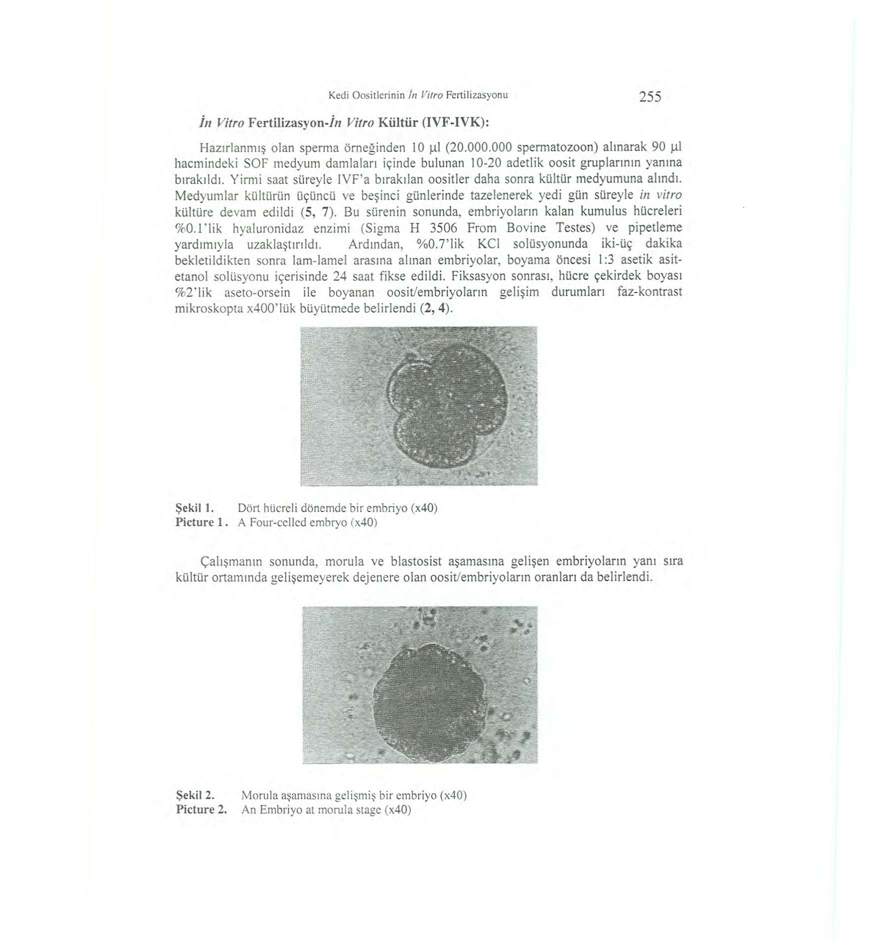 Kedi Oositlerinin İn Vitro Fertiüzasyonu 255 /// Vitro Fertilizasyon-7«Vitro Kültür (IVF-IVK): Hazırlanmış olan sperma örneğinden 10 U-l (20.000.000 spermatozoon) alınarak 90 p.