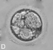 4.2.1.2. Embriyo: İki Hücreli Evre İki hücreli embriyolar, düzgün ZP ve blastomer yapısı ile eşit şekil ve büyüklükteki iki adet blastomerlere sahip olup, fragmentasyon içermiyorlarsa 1.