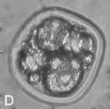 4.2.1.3. Embriyo: Dört Hücreli Evre Dört hücreli embriyolar, düzgün ZP ve blastomer yapıları ile eşit şekil ve büyüklükteki dört adet blastomere sahip olup, fragmentasyon içermiyorlarsa 1.