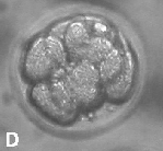 4.2.1.4. Embriyo: Sekiz Hücreli Evre Sekiz hücreli embriyolar, düzgün ZP ve blastomer yapısı ile eşit şekil ve büyüklükteki sekiz adet blastomerlere sahip olup, fragmentasyon içermiyorlarsa 1.