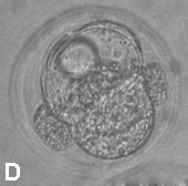 4.2.1.5. Embriyo: Morula Evresi Morula evre embriyolar, düzgün ZP yapısına ve kompaksiyon gösteren blastomerlere sahip olup fragmentasyon göstermiyorlarsa 1.