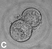4.2.2.2. Partenot: Dört Hücreli Evre Dört hücreli partenotlar, düzgün ZP ve blastomer yapısı ile eşit şekil ve büyüklükteki dört adet blastomerlere sahip olup, fragmentasyon içermiyorlarsa 1.