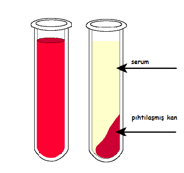B-KAN PLAZMASI(SERUM) *Kan hücrelerinin içinde bulundukları,sıvı kan plazması(serum)dır. *Kan plazmasının %90 ı su,%10 u ise protein,yağ ve karbonhidrattan içeren sarı renkli bir sıvıdır.