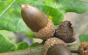 Nuks Tek tohum taşıyan, perikarpı sert, açılamayan kuru meyve. (Corylus, Tilia).