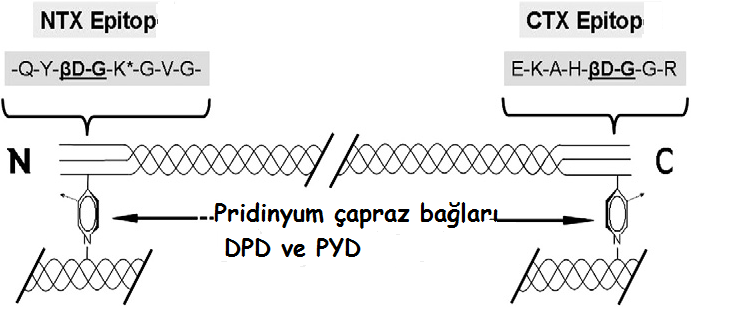 38 Şekil 2.6. Piridinyum ve deoksipiridinyum çapraz bağları.