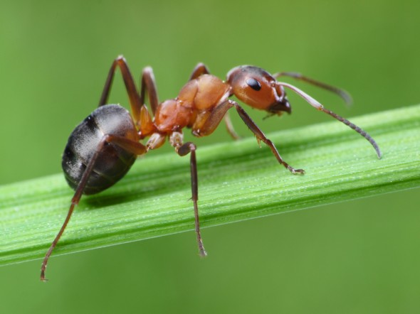 GEMS GEMS çalışmalarımızda bu ay kelebeklerle ilgili, Karıncalar hakkında neler biliyoruz? *Karıncalar nerede yaşar? *Karıncalar uçabilir mi? *Karıncalar nasıl beslenir?