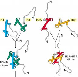 histon katlanması basit korunmuştur 4 core histonu (H2A, H2B, H3 and H4).