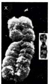 DNA amplifikasyonu görürebilir bandlar oluşturur (ploiten kromozomlar) İşlevsel DNA bölgeleri-- Telomer ve Sentromer X kromozomu