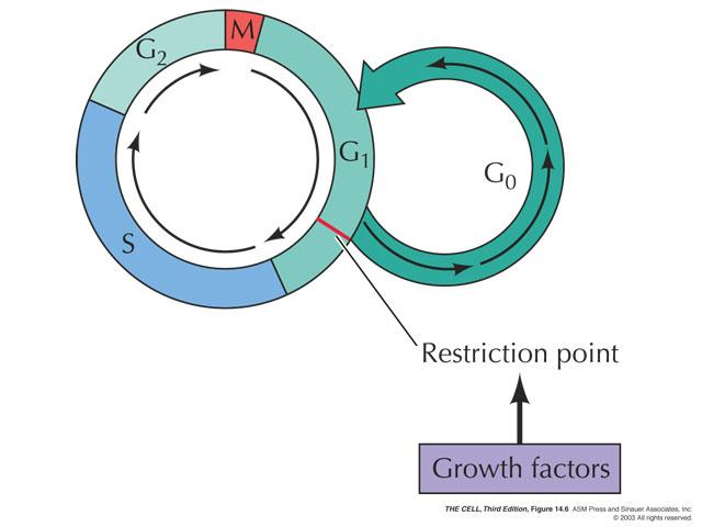 G1 KONTROL NOKTASI 1. Hücre çevresini kontrol eder: *besin *hormon *büyüme faktörleri vb. yeterlimi? 2. DNA replikasyonu için karar verir.
