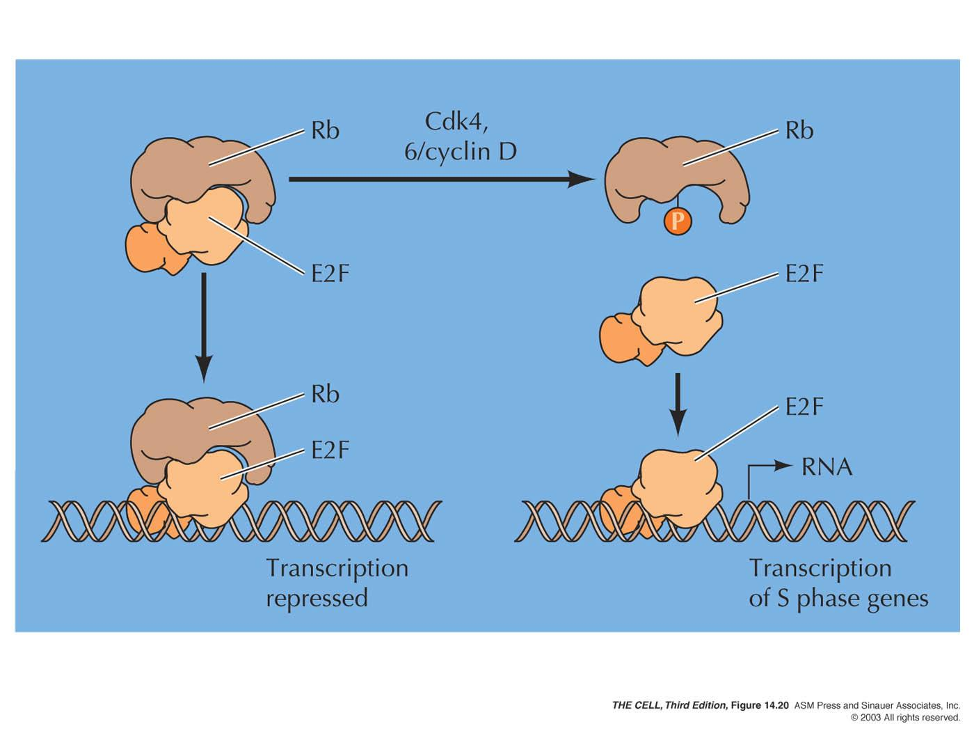 Hücre Döngüsünün G1 evresinde Rb ve E2F nin Kontrolü Rb