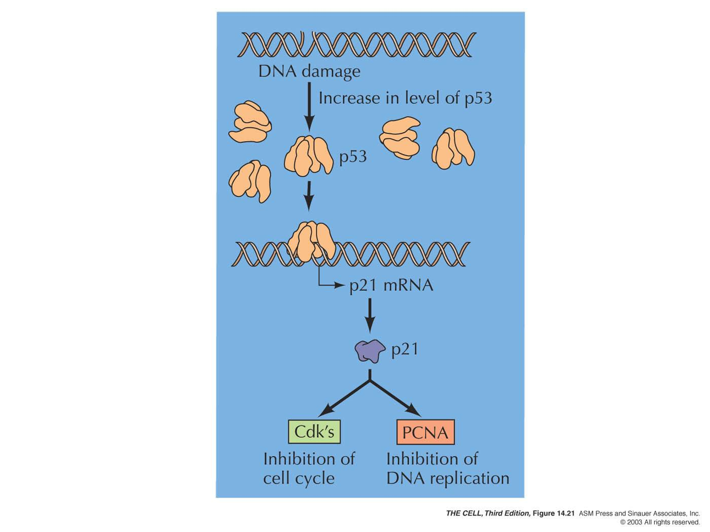 PCNA (Proliferating cell nuclear antigen): DNA pol