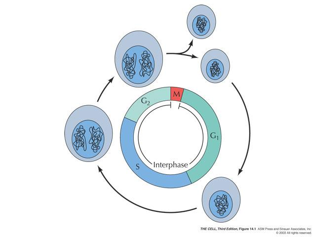ÖKARYOTİK HÜCRE DÖNGÜSÜ EVRELERİ 1. İnterfaz: Hücre büyür ve genomunu kopyalar. 2.