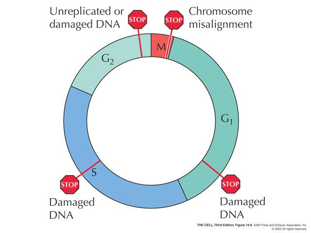 Dört aşamada hücre döngüsü kontrol noktaları bulunur: 1. G1 kontrol noktası: DNA hasarına ve olumsuz koşullara duyarlıdır. DNA tamiri, G0 ya da apoptoza giriş. 2.