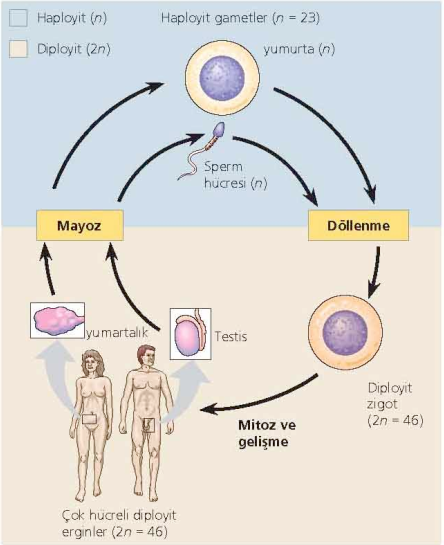 İnsan yaşam döngüsü Her kuşakta döllenme nedeniyle iki katına çıkan kromozom sayısı, mayoz sonucunda yarıya indirgenerek dengelenir.