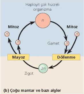 Çoğu mantar ve bazı alglerde yaşam döngüsü Gametler bir diploit zigot oluşturmak üzere kaynaştıktan sonra, döller gelişmeden önce mayoz bölünme olur.