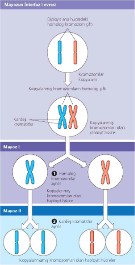 Mayoz bölünmeye genel bakış Bir homolog çifti oluşturan iki kromozom, farklı ebeveynlerden kalıtılmış olan bireysel