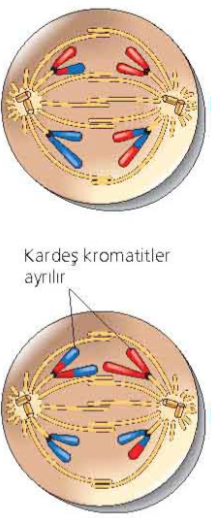 Anafaz-II Kardeş kromatidlerin sentromerleri birbirinden ayrılır.