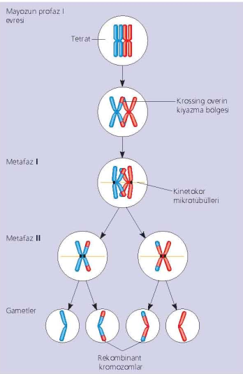 Krossing over Bu olay sonucunda rekombinant (yeni bileşim) kromozomlar oluşur.