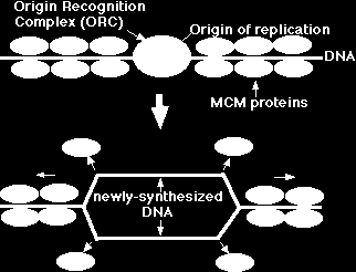 Başlangıç noktaları özel nükleotid dizilerinden oluşur (A ve T den zengin tekrarlayan nükleotid dizileri) ve diziye özel olan DNA ya