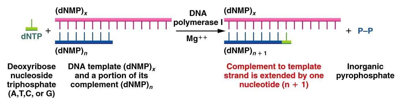 DNA polimerazların sentez yapabilmesi için; Zincirin 5-3 yönde ilerleyebilmesi için DNA molekülünün 3 OH