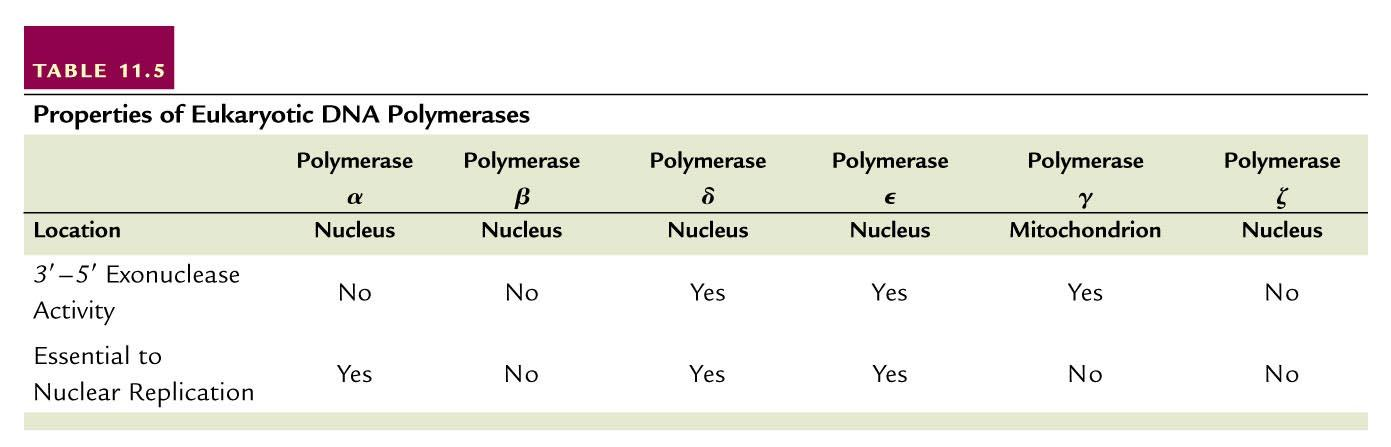 Ökaryotlardaki DNA polimerazlar DNA polimeraz α, δ ve ε ökaryotik çekirdek DNA sı replikasyonu için