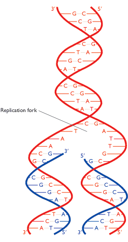 Yarı koruyucu DNA Replikasyon Modeli Bu model iki zincirli sarmal DNA nın her bir ipliğinin kalıp görevi yaparak kendine yeni bir eş