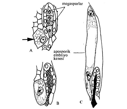 APOSPORİ Eski literatürde ''somatik apospori'' olarak geçen apospori ilk olarak Rosenberg (1908) tarafından Hieracium' un bazı türlerinde gözlenmiştir ve genellikle monokotillerde görülür.
