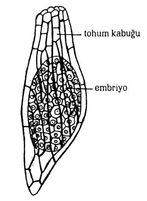 Endotestalılarda mekaniksel tabaka dış integümentin iç tabakasında bulunur ve tek veya çok tabakalı olabilir (Magnoliaceae, Viteceae, Myristicaceae).