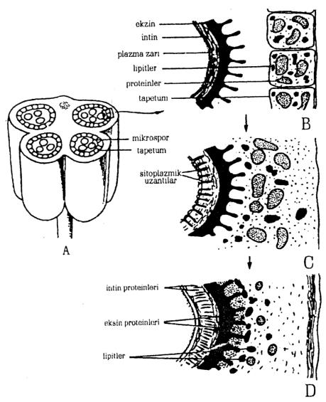Mayoz sırasında periplazmodyum her bir mikrospor ana hücresini veya mikrosporları sarar.