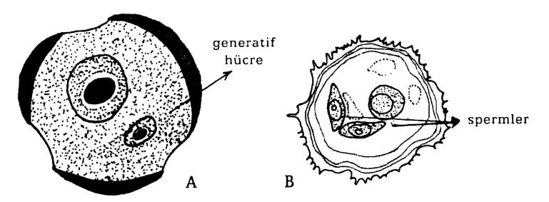 SPERMLERİN OLUŞUMU Spermler generatif hücrenin mitoz bölünmesi sonucunda oluşurlar.