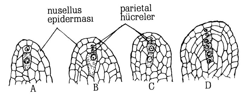 Şekil 33. Myiophyllum intermedium'un krassinusellat tohum tasiağında megasporogenez. A. Arkespor hücresinin böiünmesinden sonra primer parietal hücre ve primer sporogen hücre. B.
