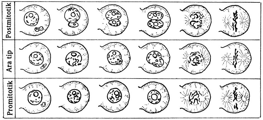 Singami Yumurta nukleusunun sperm ile birleşmesine singami denir.