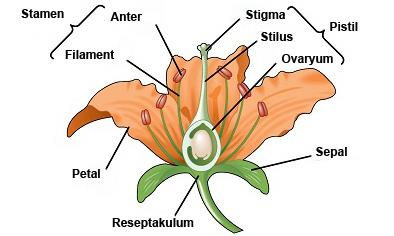 brakte (taşıyıcı yaprak) denen bir yaprağın koltuğunda kısa bir sürgün halindedir (lateral çiçek). Her çiçek kısa veya uzun bir sapın ucunda bulunur.