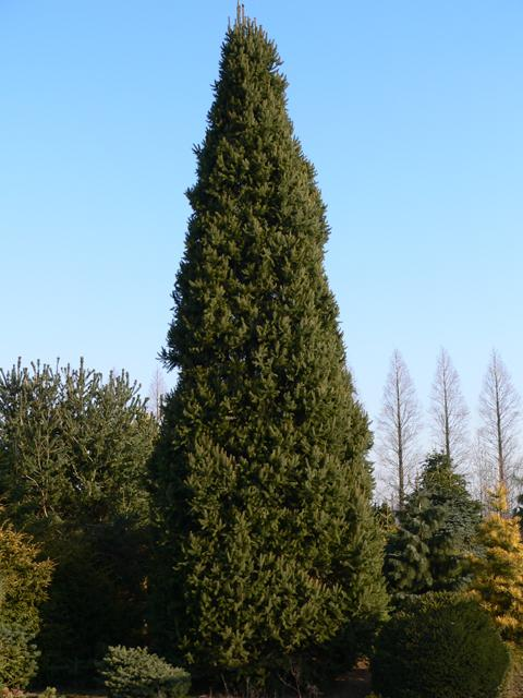 Picea abies (Avrupa