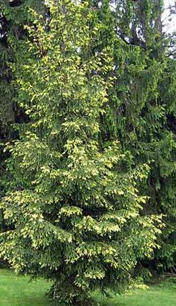Picea orientalis (Doğu