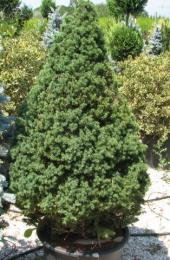 Picea glauca (P.